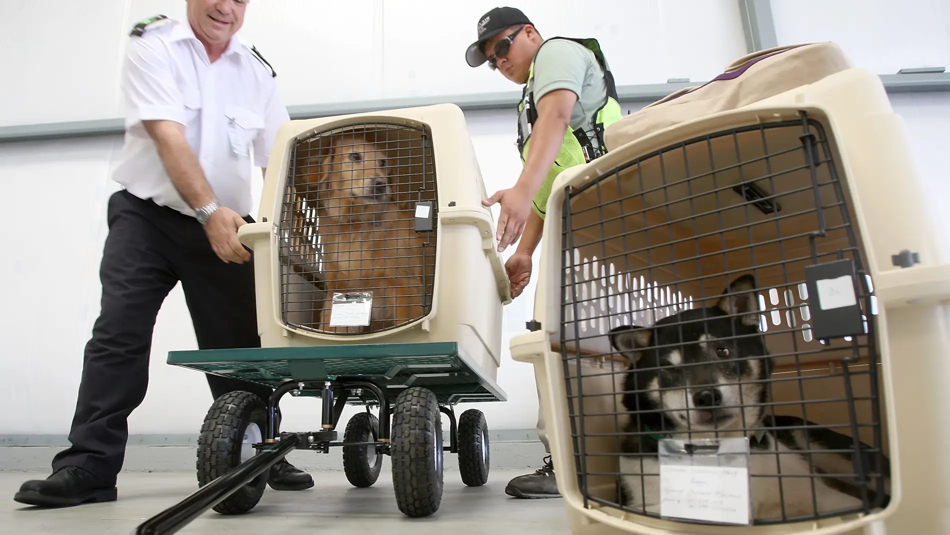 Crece valor del mercado del transporte de mascotas: OAG