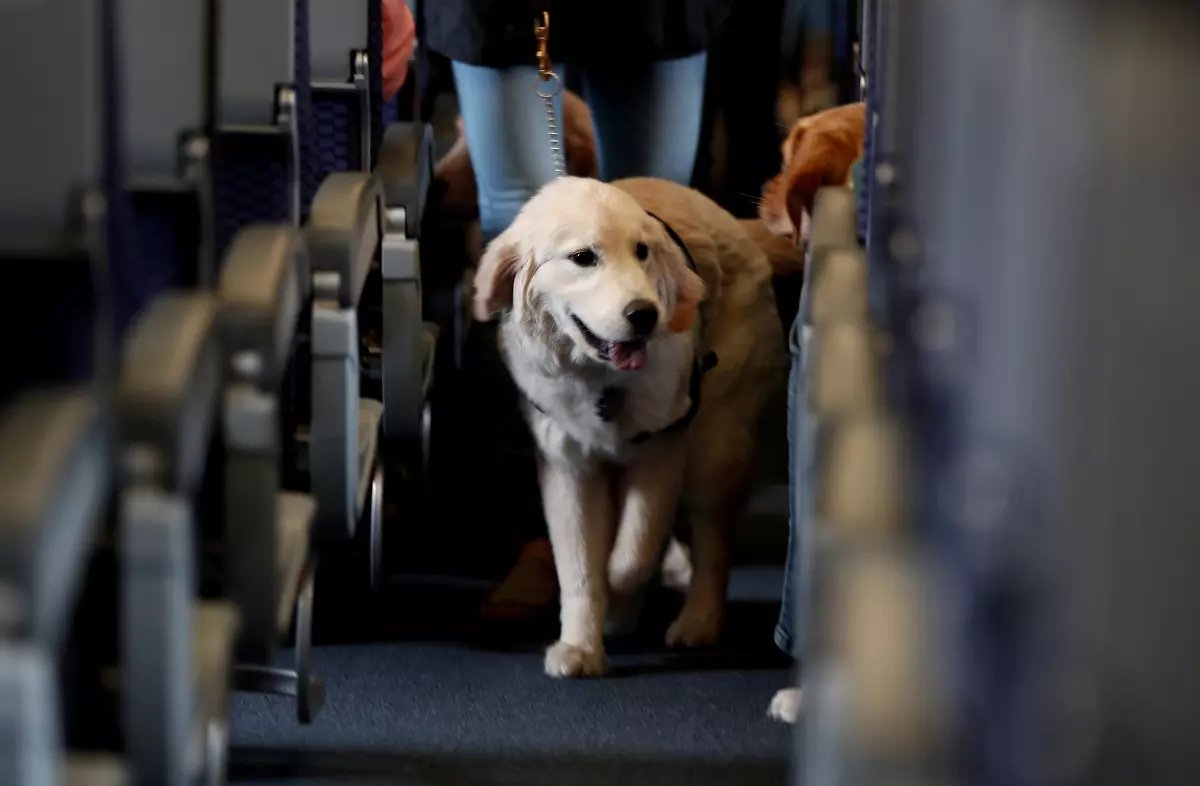 Viajando con Mascotas en la Cabina del Avión: Regulaciones y Políticas